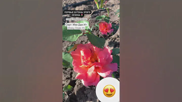 Изи Даз Ит (Easy Does It) от «Кубань роза» 😍🌷 #сад #саженцыроз #розыопт #розы #питомникроз