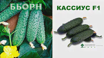 Огурцы Кассиус и Бьорн. Начало плодоношения и первый сбор.