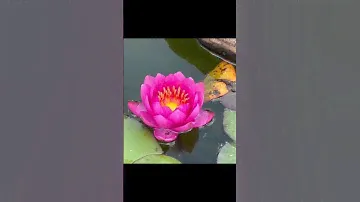 Pretty in Pink - Lotus Flower