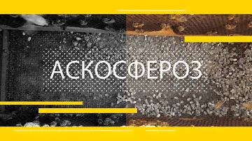 Болезнь Пчел. Аскосфероз и Лечение Йодом!!!