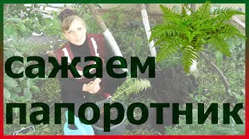 ПАПОРОТНИК обыкновенный посадка выращивание уход вредители болезни подкормка размножение папоротника