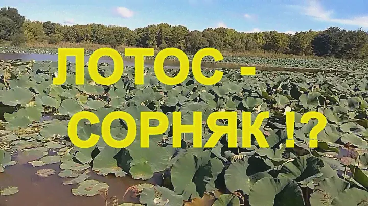 ЛОТОС ПРЕКРАСНЫЙ ЦВЕТОК - СОРНЯК!? Как растет лотос!?