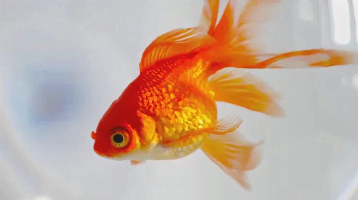 Fish SPA Мята