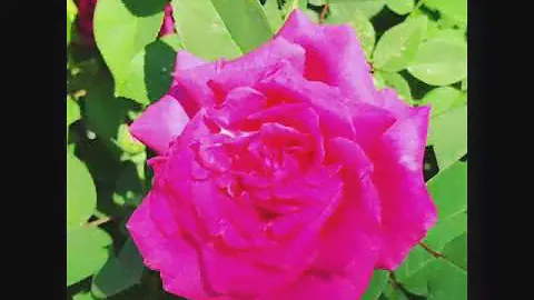 Плетистая роза «Zephirine Drouhin» (Зефири'н Друэ'н).
