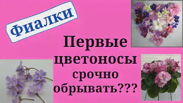 Фиалки. Обрываем цветоносы при первом цветении!!! ??? Покажу на примерах своих молодых фиалок.
