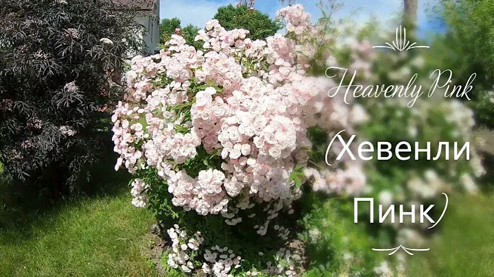 Мускусные розы. Heavenly Pink (Хевенли Пинк)